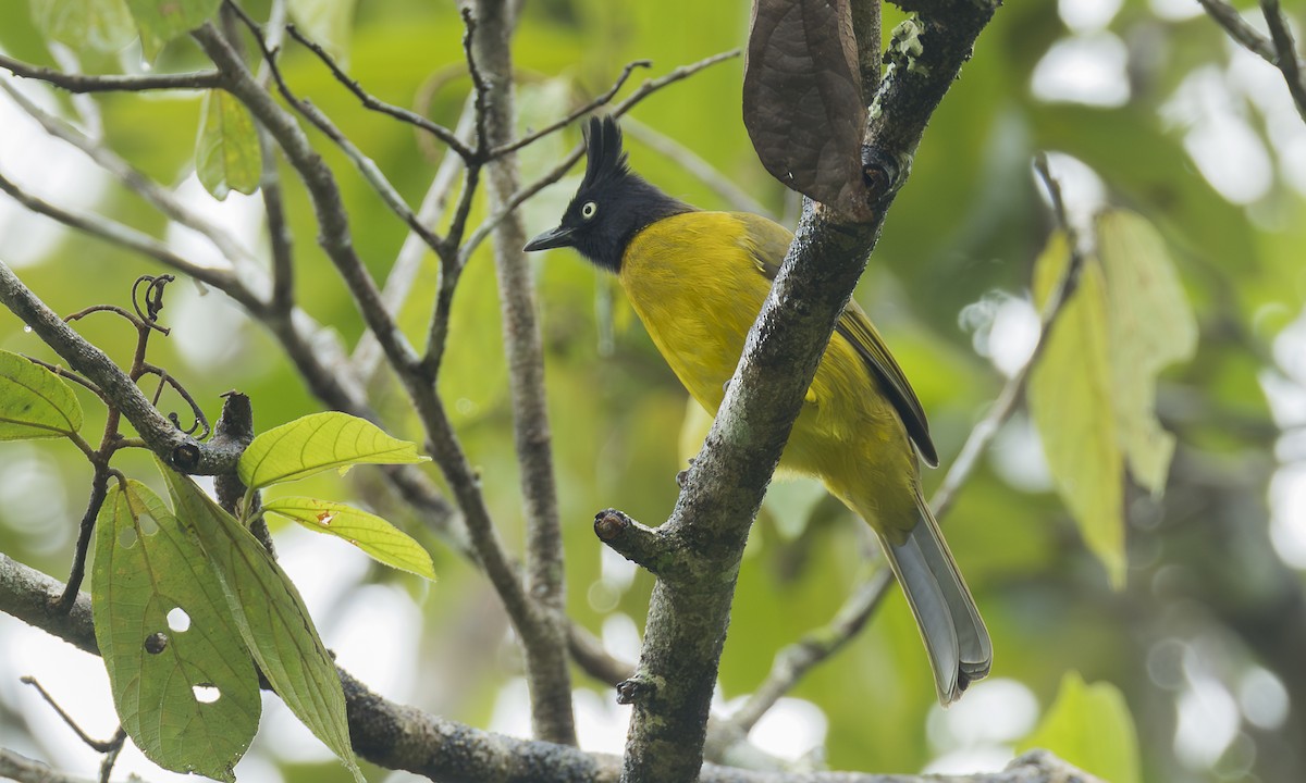 Bulbul à huppe noire - ML646463607