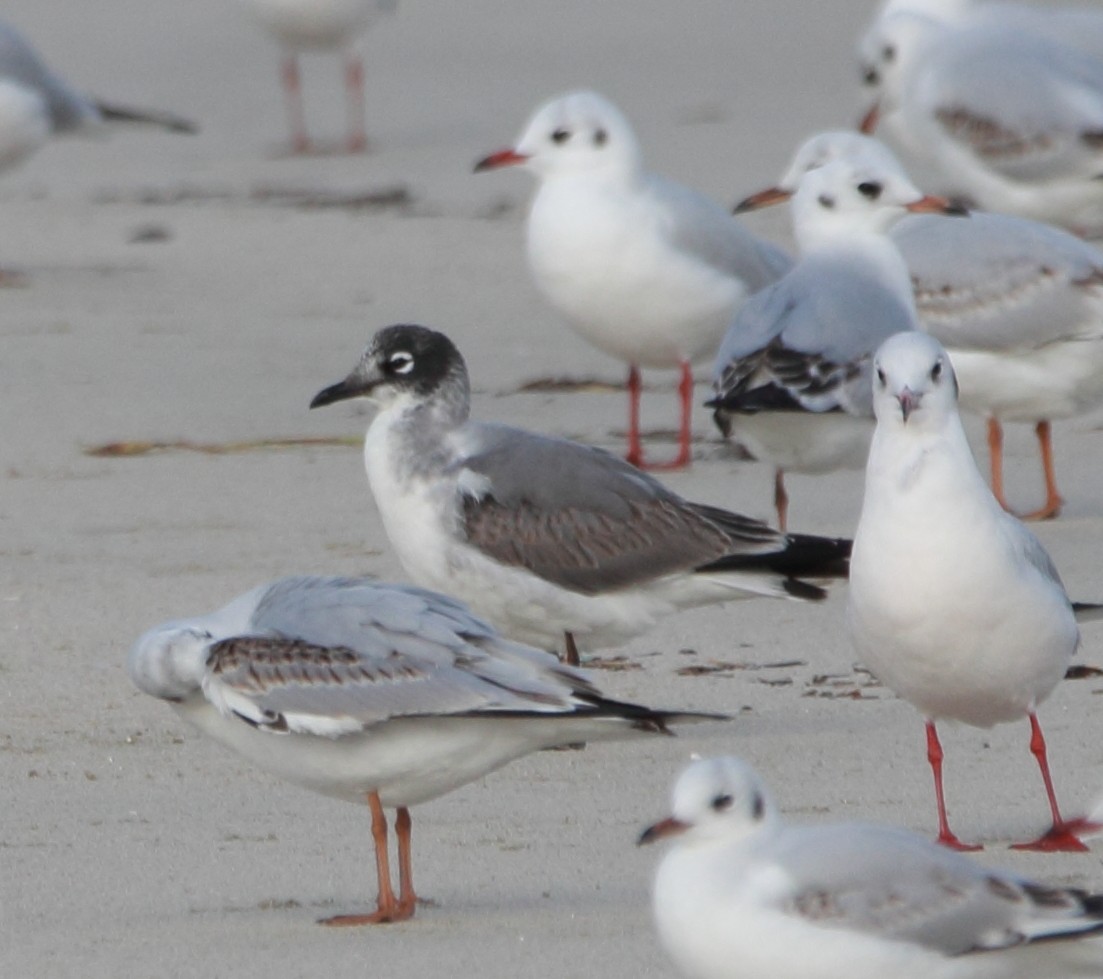 アメリカズグロカモメ - ML646463609