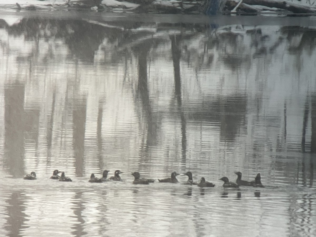 Macreuse à ailes blanches - ML646463610