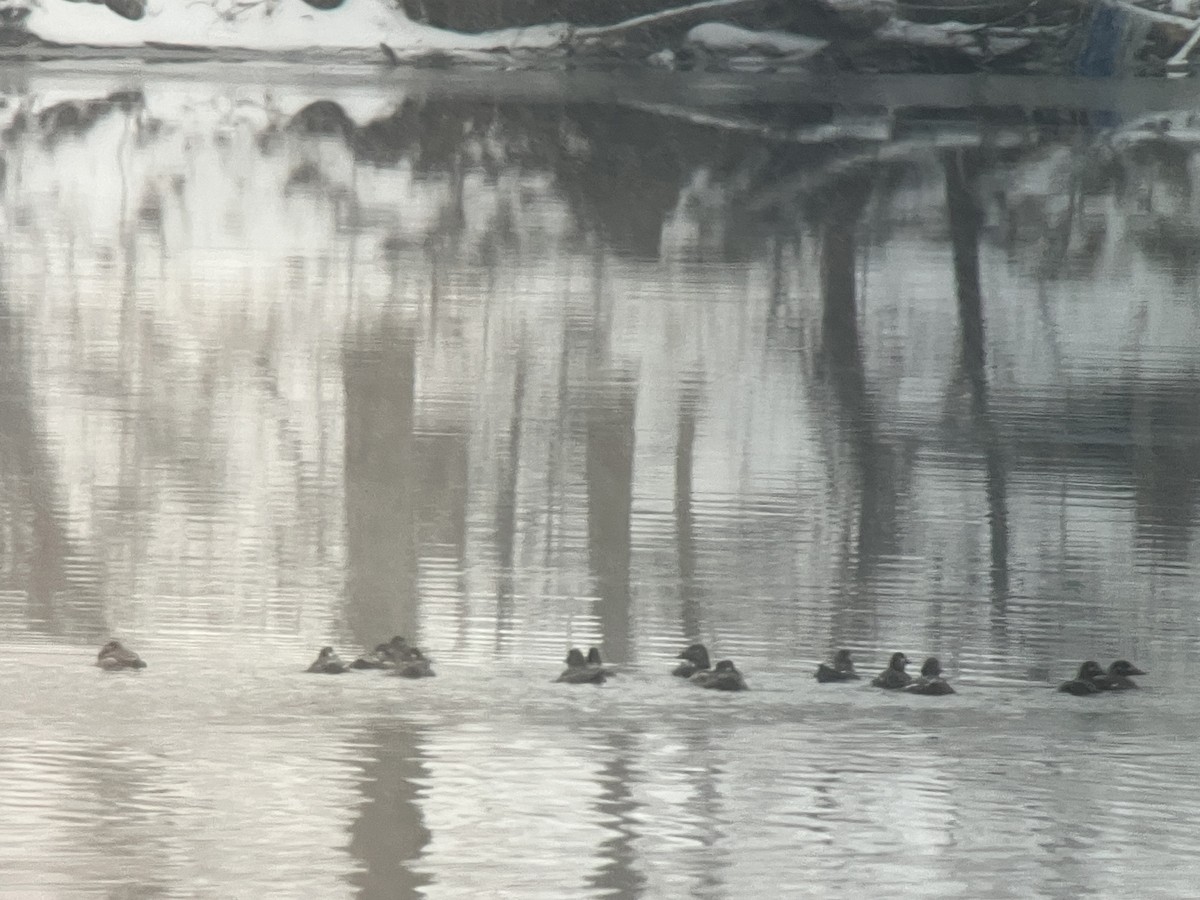 Macreuse à ailes blanches - ML646463611