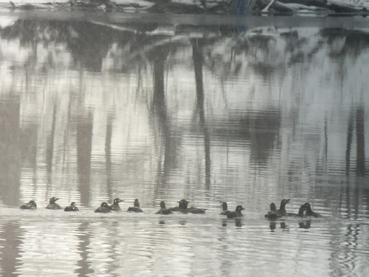 Macreuse à ailes blanches - ML646463612