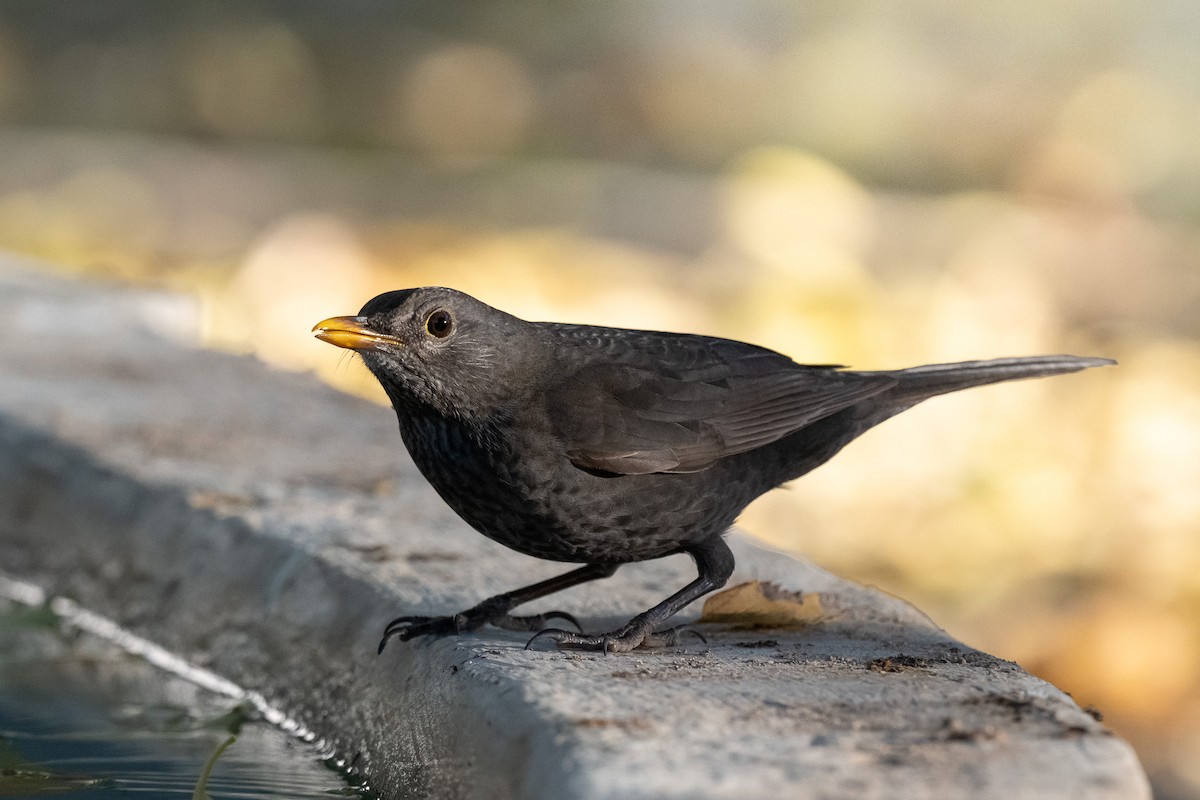 Amsel - ML646463617