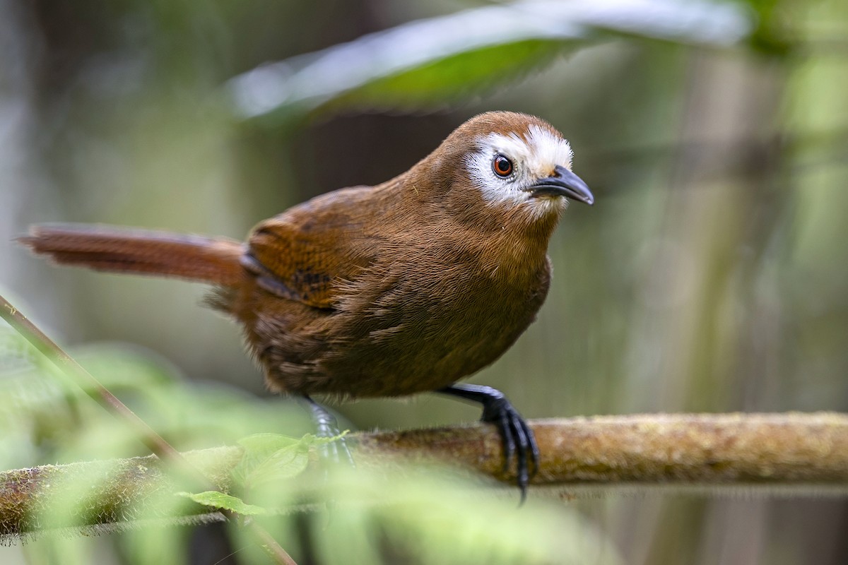 Peruvian Wren - ML646463619