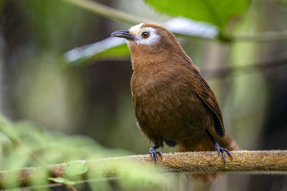 Peruvian Wren - ML646463620