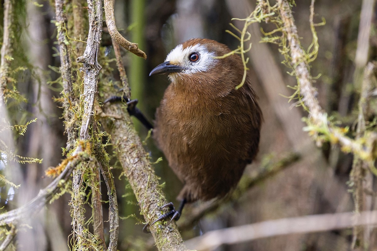 Peruvian Wren - ML646463621