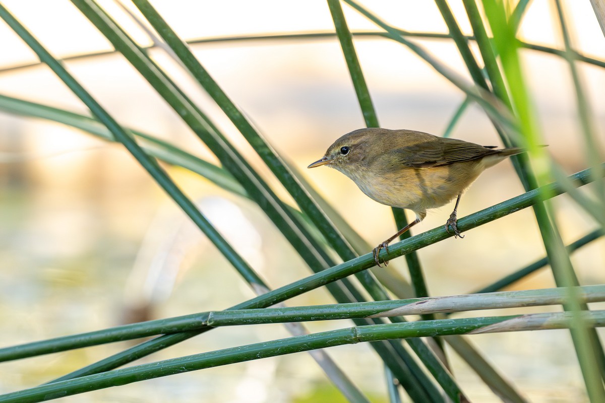 Zilpzalp - ML646463624