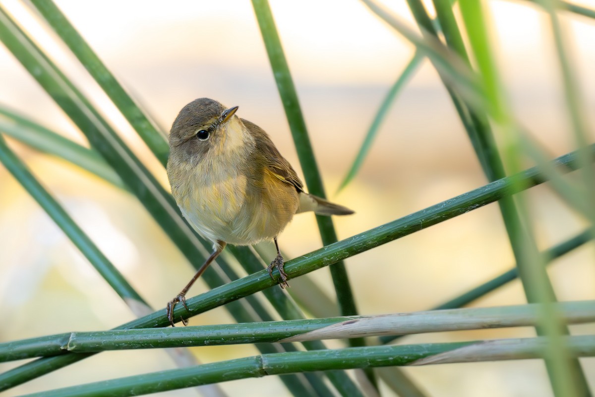 Zilpzalp - ML646463625