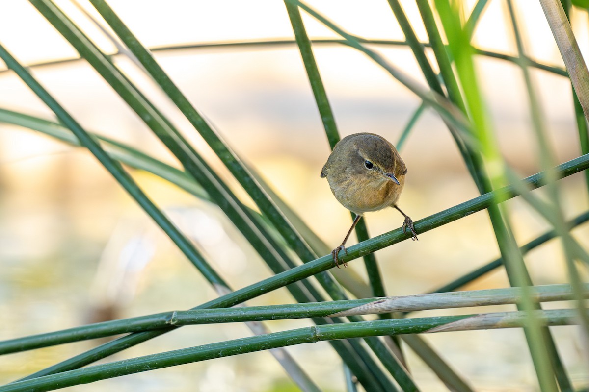 Zilpzalp - ML646463626