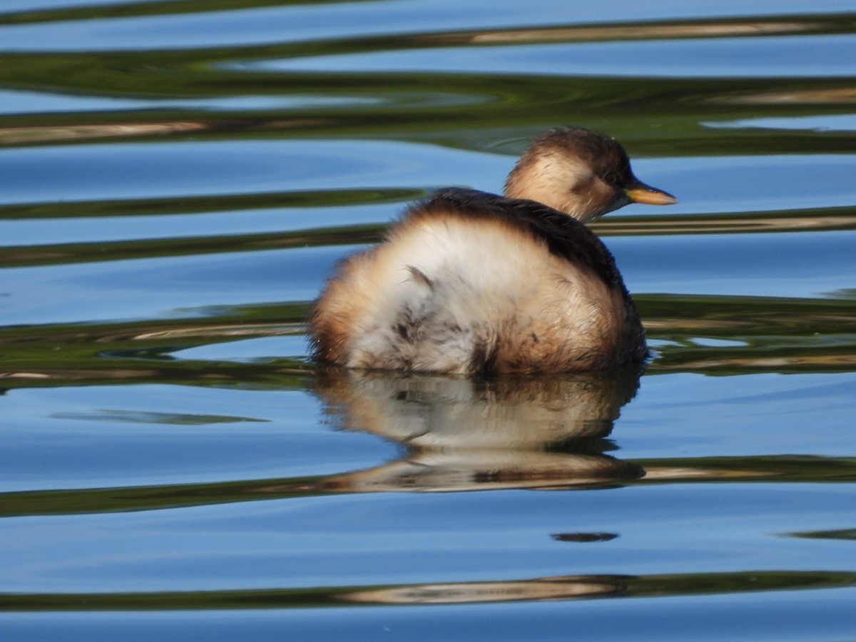 Little Grebe - ML646463628