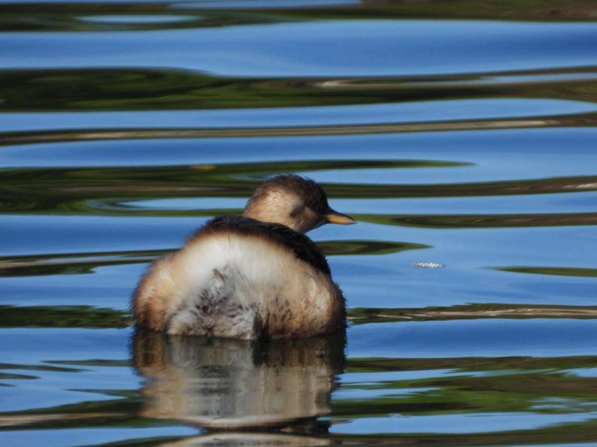 Little Grebe - ML646463629