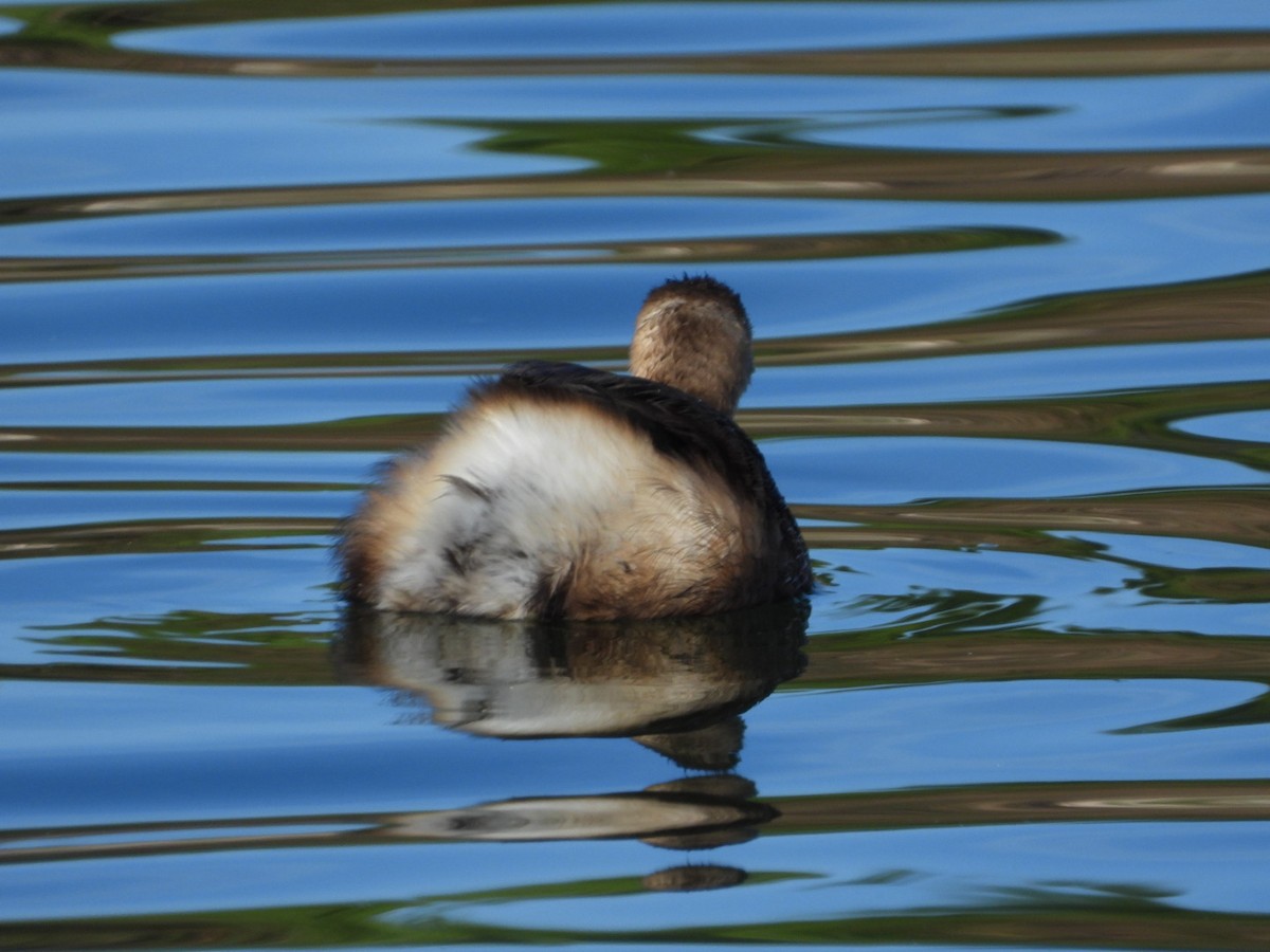 Little Grebe - ML646463630