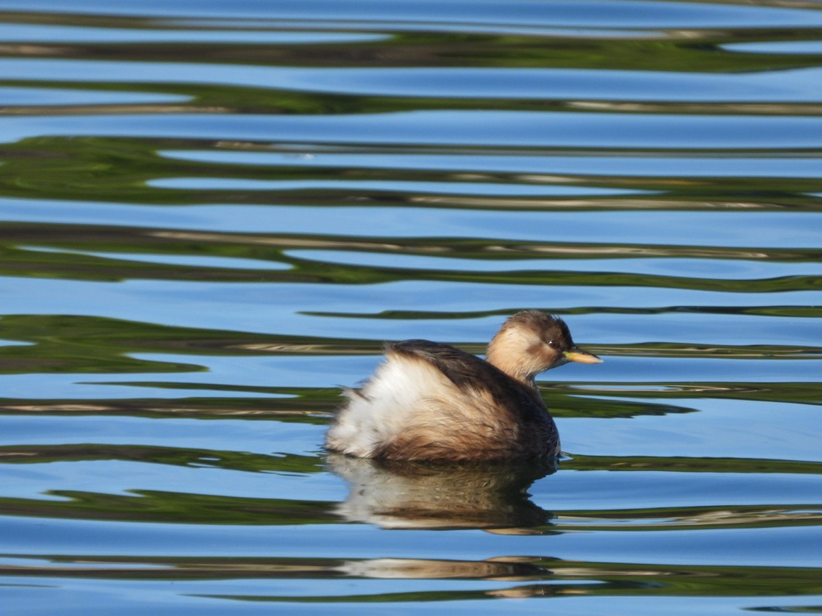 Little Grebe - ML646463631