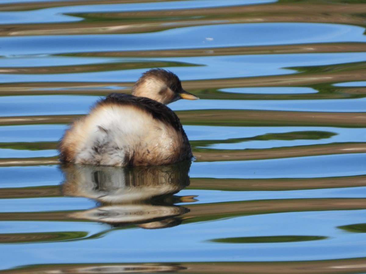 Little Grebe - ML646463632