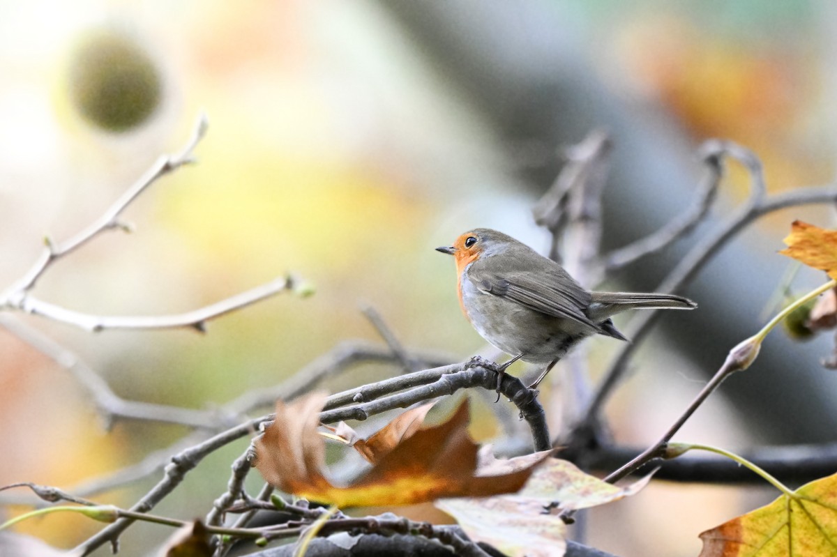 Rotkehlchen - ML646463633