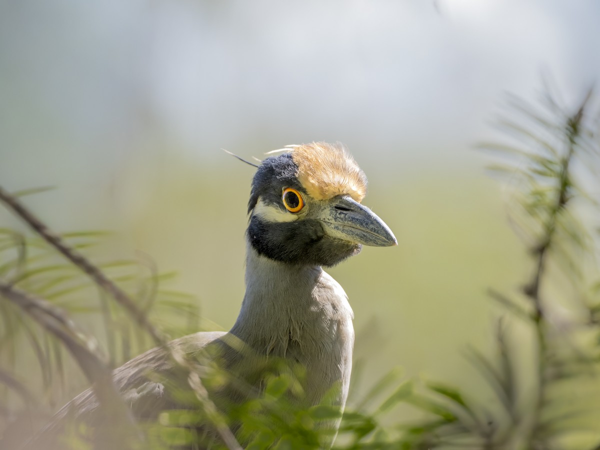 kvakoš žlutočelý - ML646463636