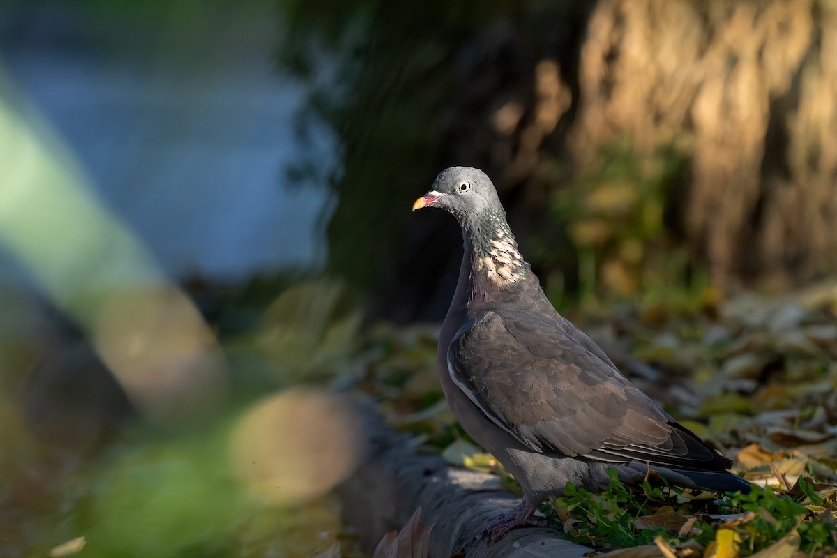 Ringeltaube - ML646463642