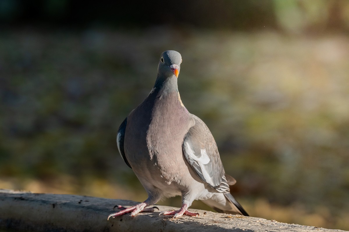 Ringeltaube - ML646463643