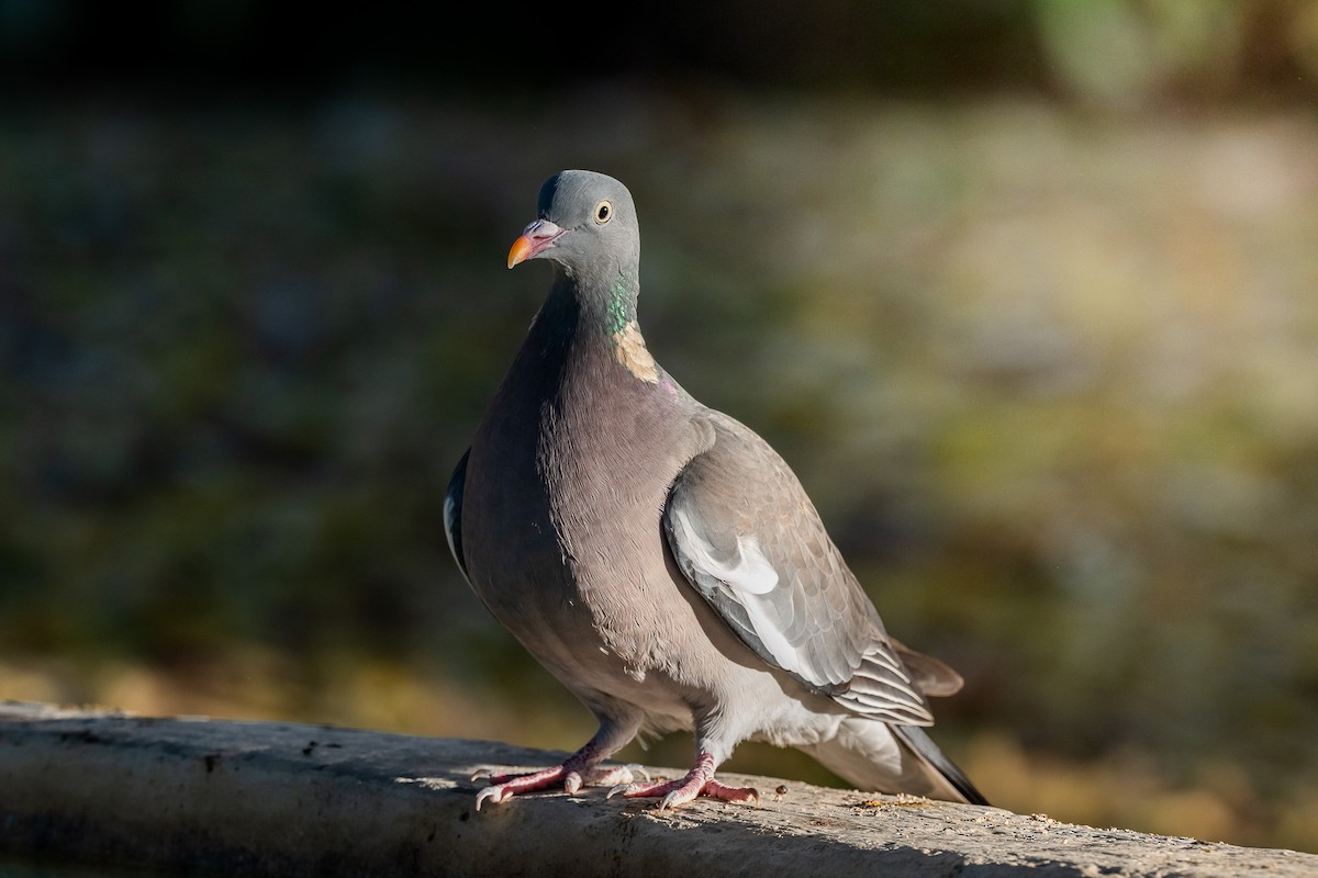 Ringeltaube - ML646463644