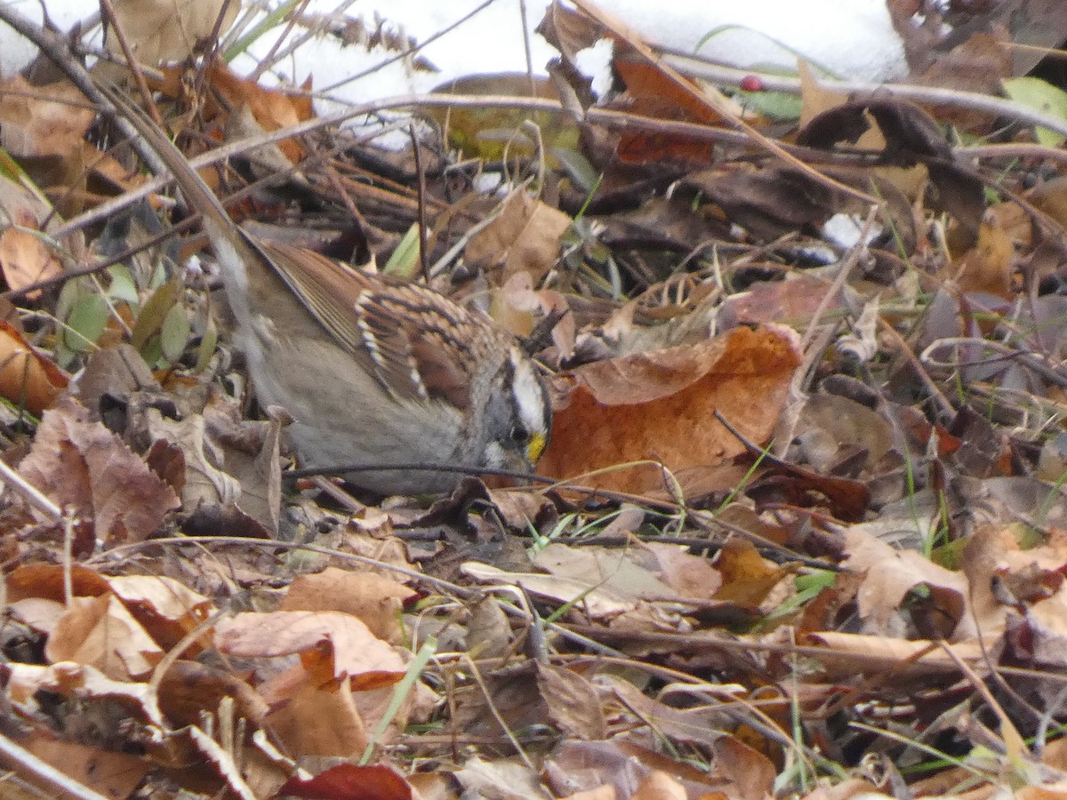 White-throated Sparrow - ML646463645