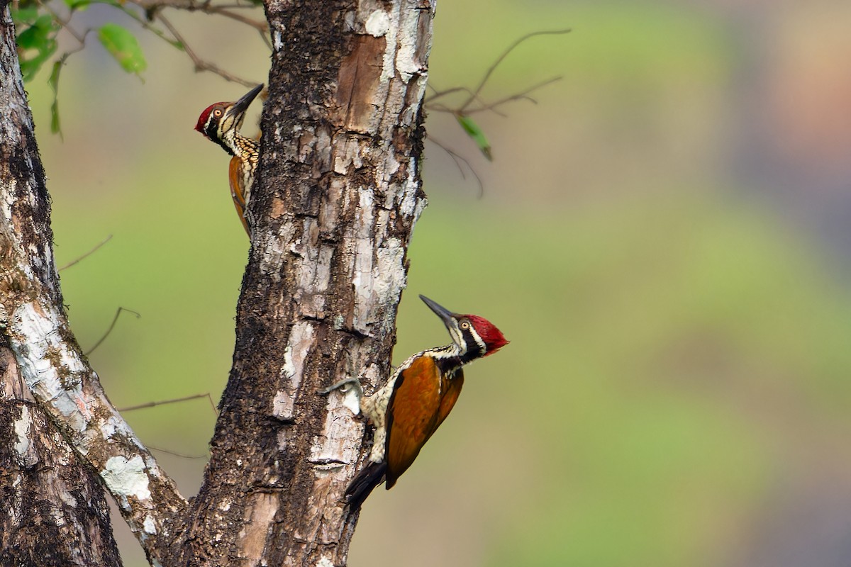 Malabar Flameback - ML646463647