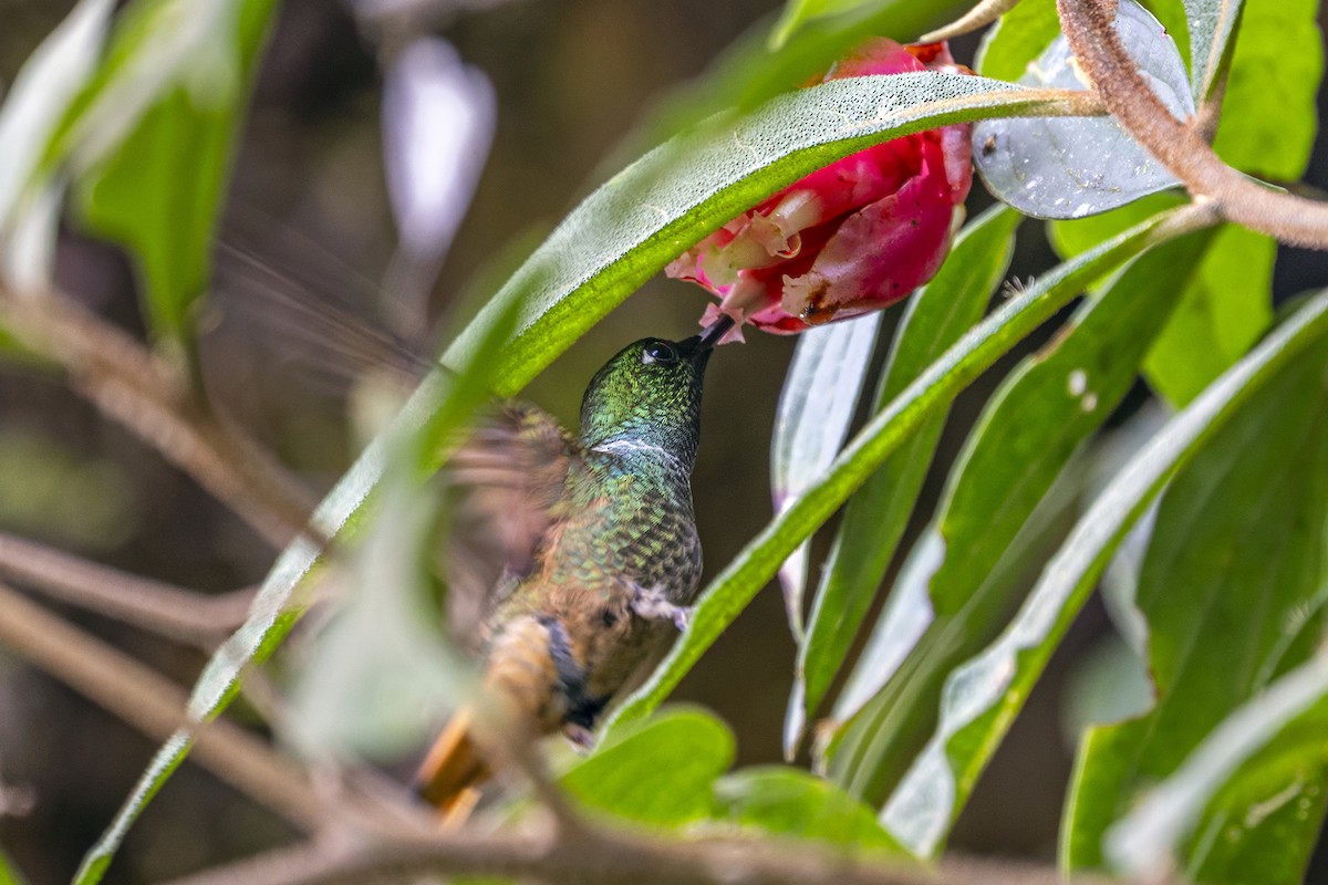 Violet-throated Starfrontlet (Huanuco) - ML646463651