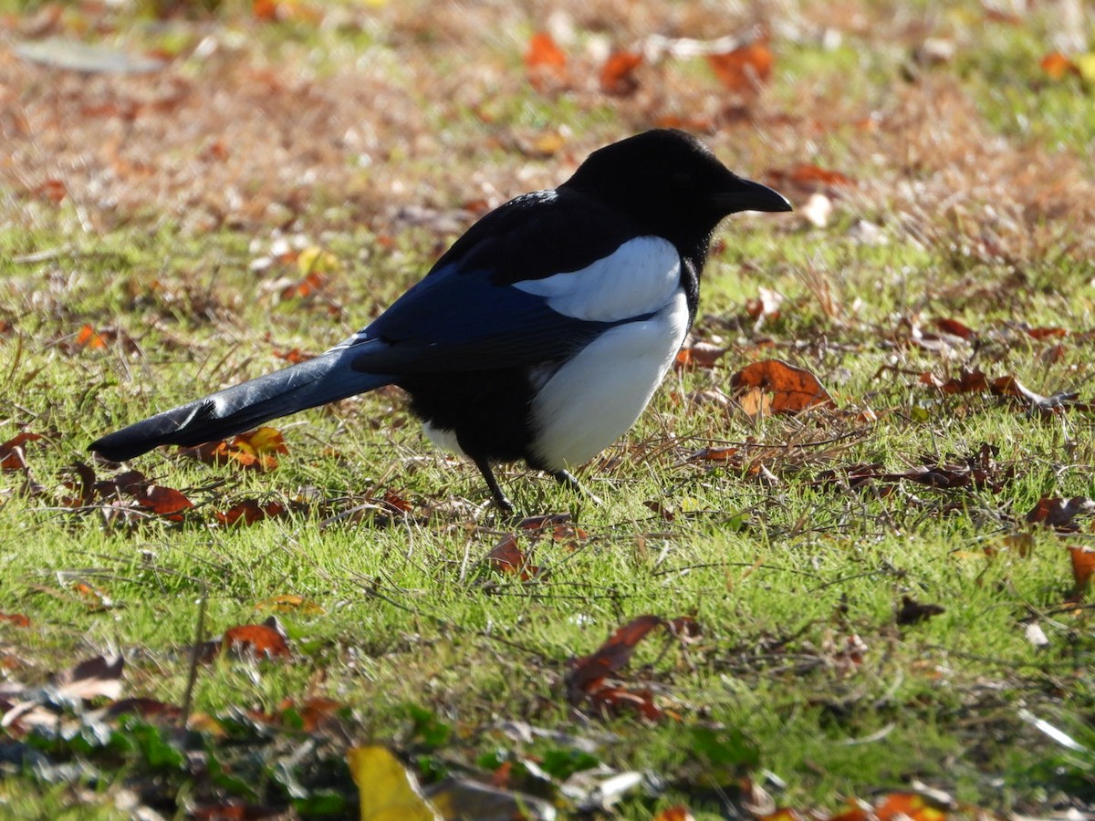 Eurasian Magpie - ML646463652