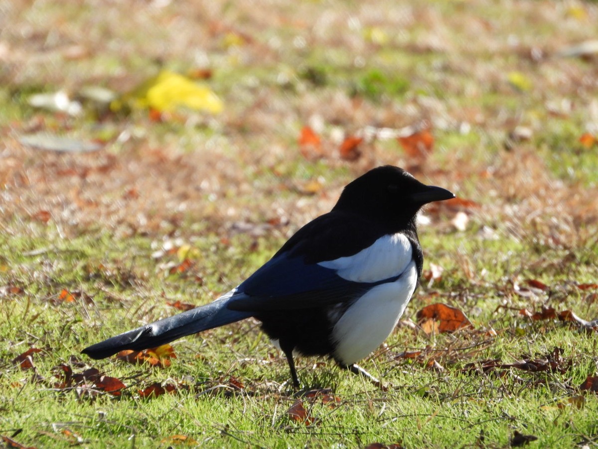 Eurasian Magpie - ML646463653