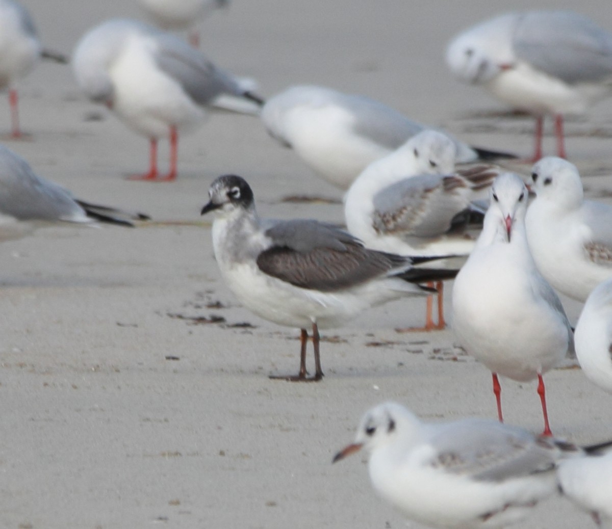 アメリカズグロカモメ - ML646463654