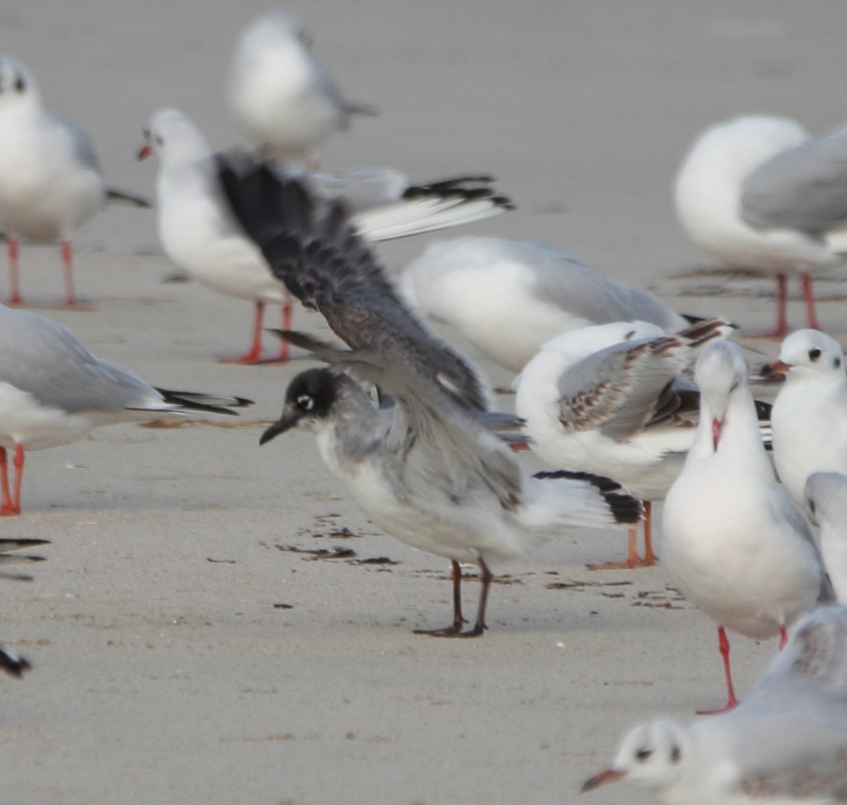 アメリカズグロカモメ - ML646463655