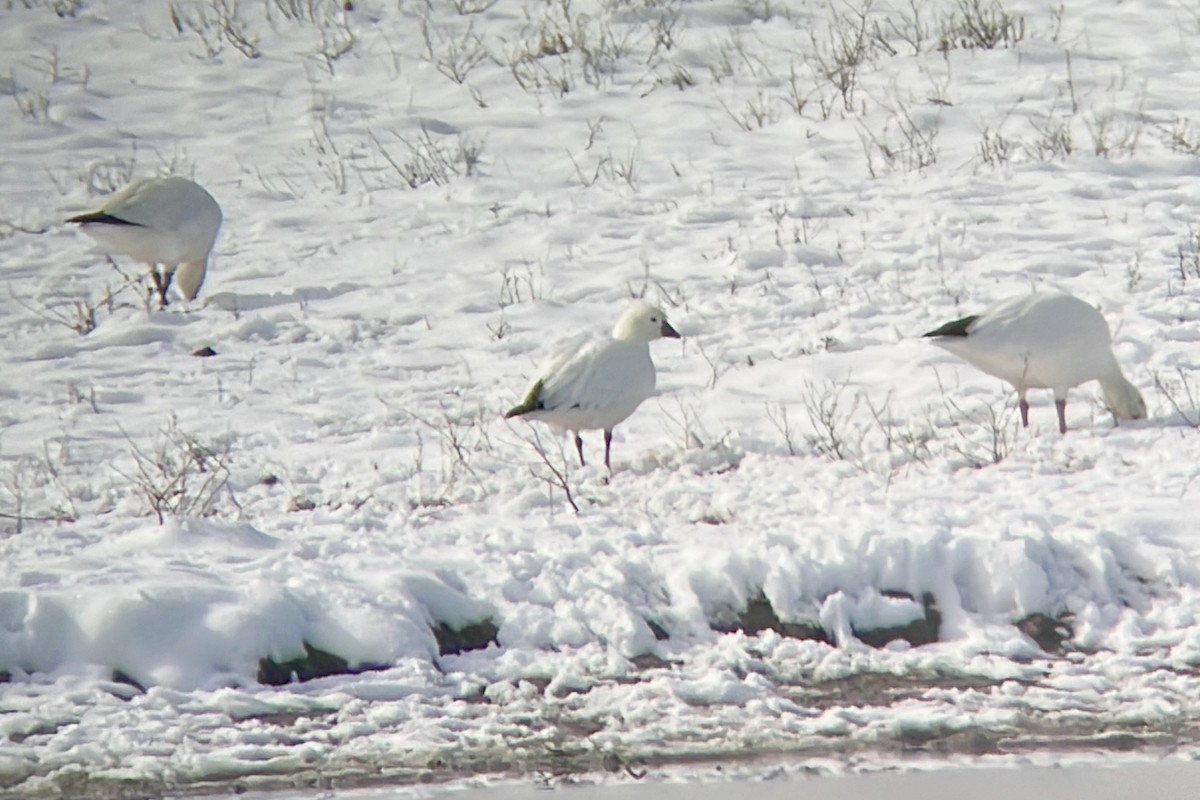 Ross's Goose - ML646463656