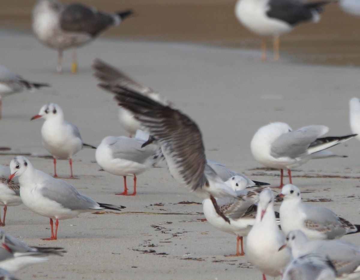 アメリカズグロカモメ - ML646463657