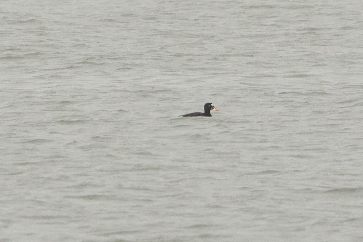 Surf Scoter - ML646463659