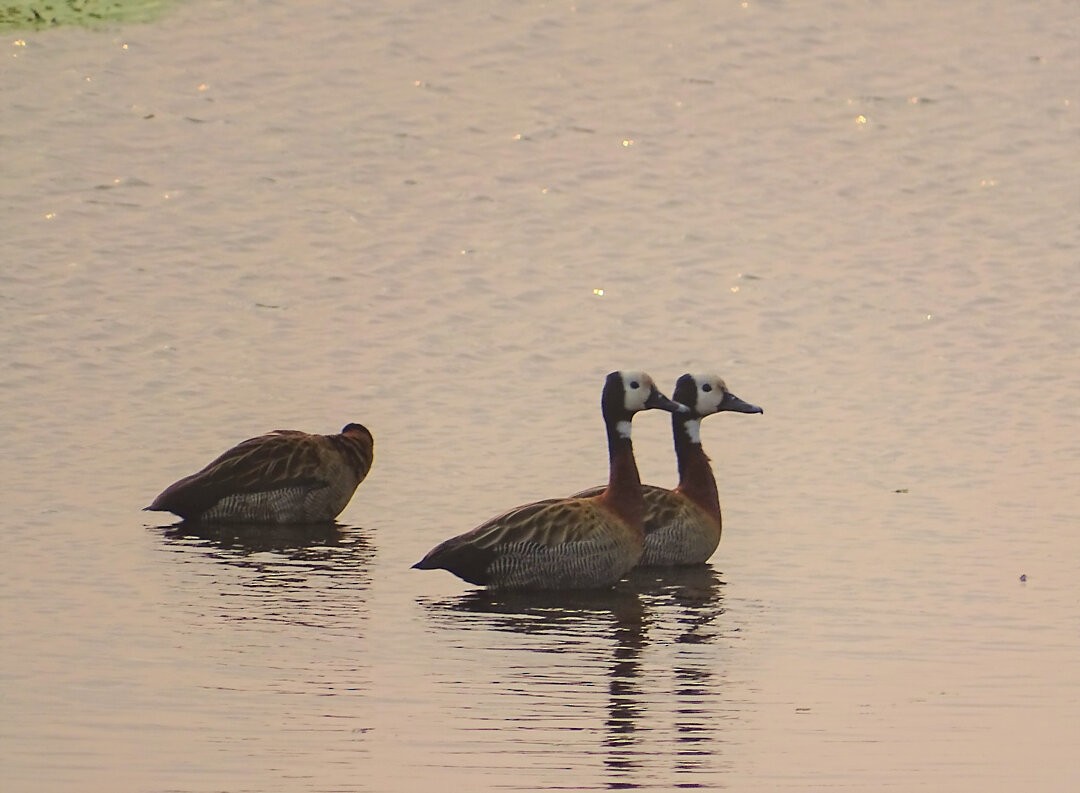 シロガオリュウキュウガモ - ML646463662