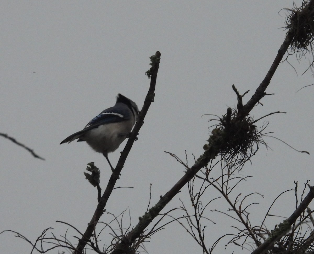 Blue Jay - ML646463665