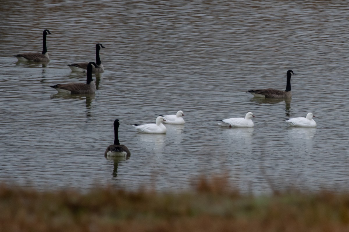 Ross's Goose - ML646463667