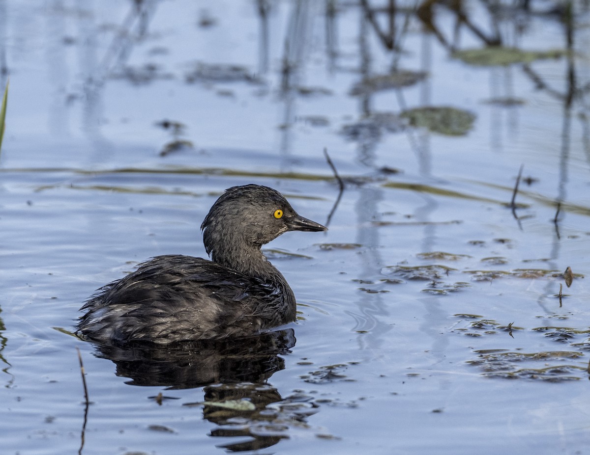 Least Grebe - ML646463670