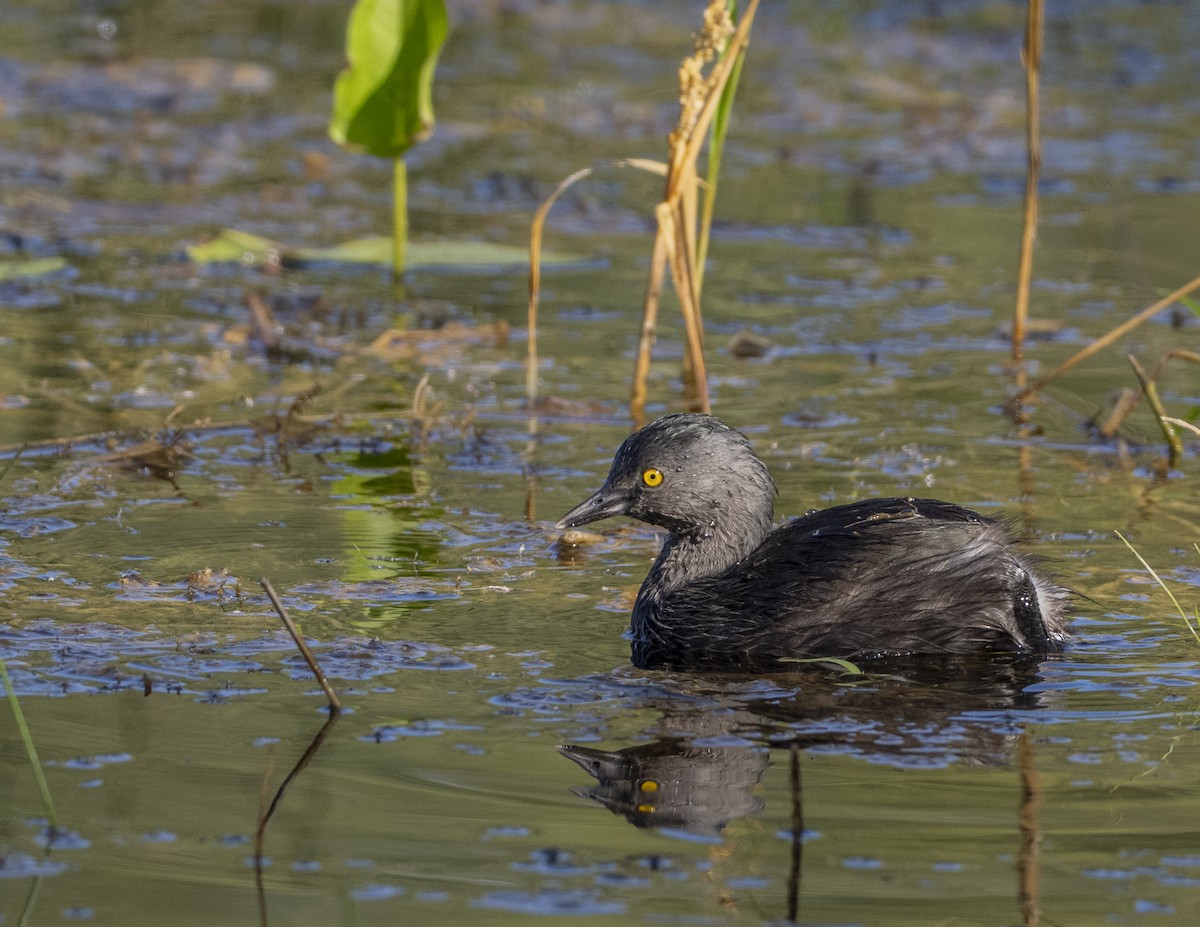 Least Grebe - ML646463671