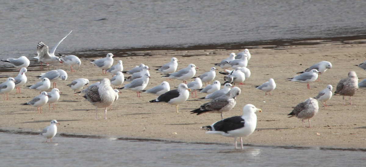 Great Black-backed Gull - ML646463674