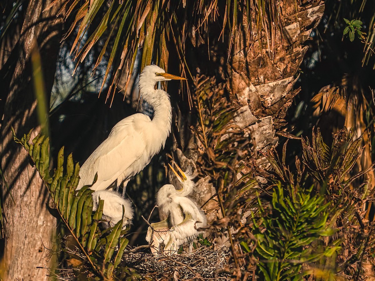 Great Egret - ML646463683