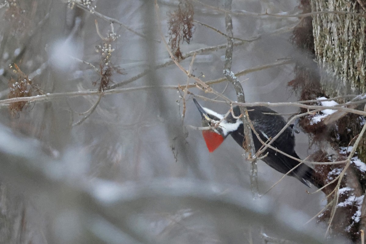 datel chocholatý - ML646463684