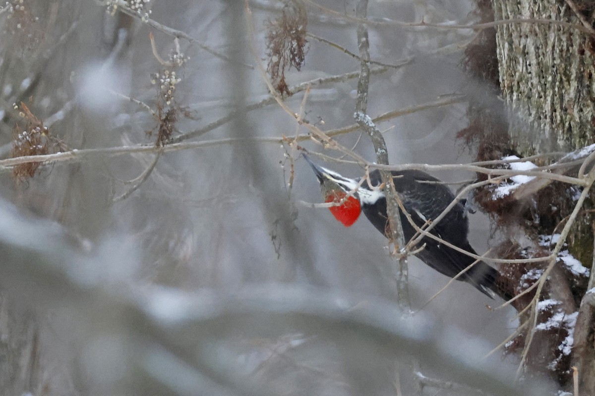 datel chocholatý - ML646463685