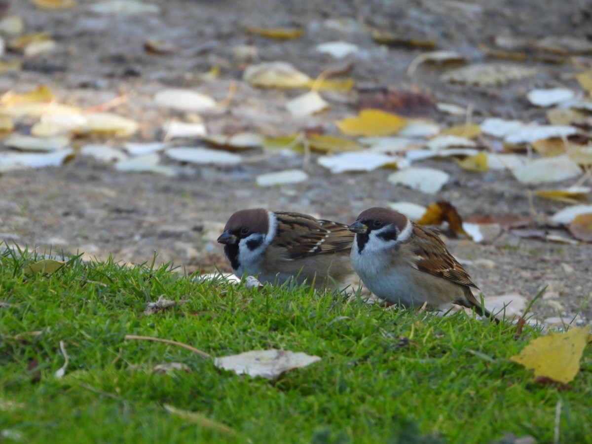 Eurasian Tree Sparrow - ML646463686