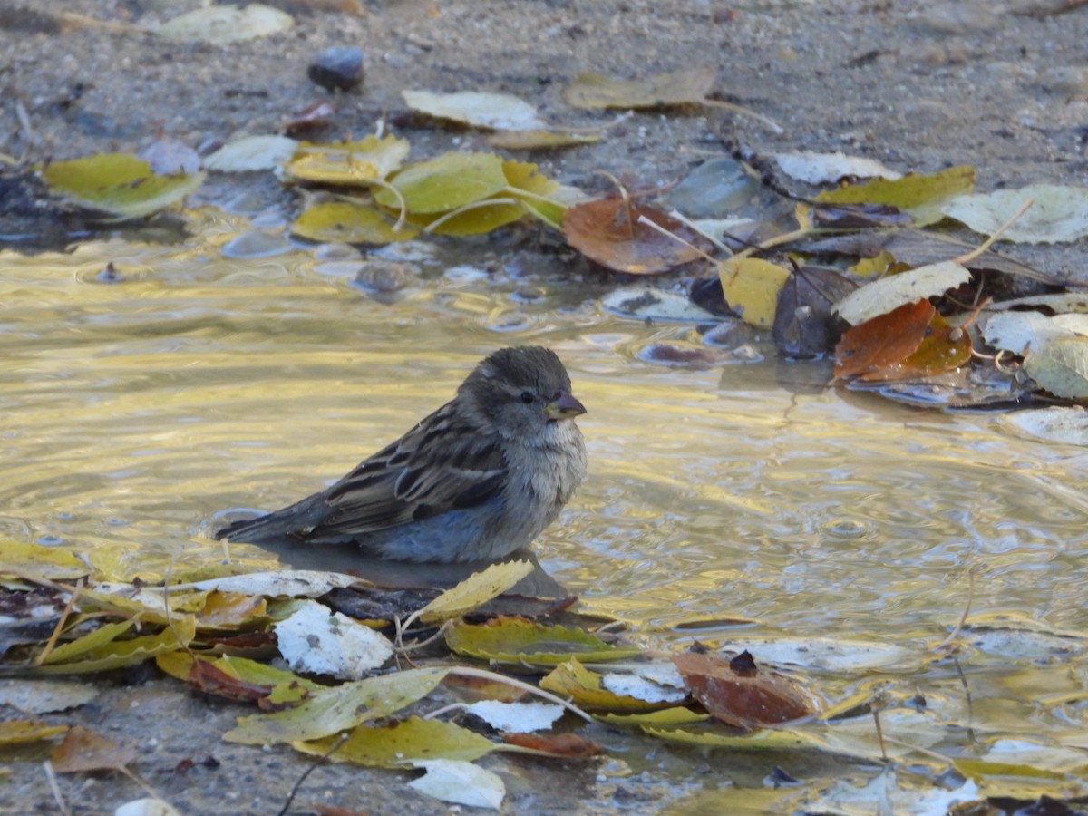 Eurasian Tree Sparrow - ML646463687