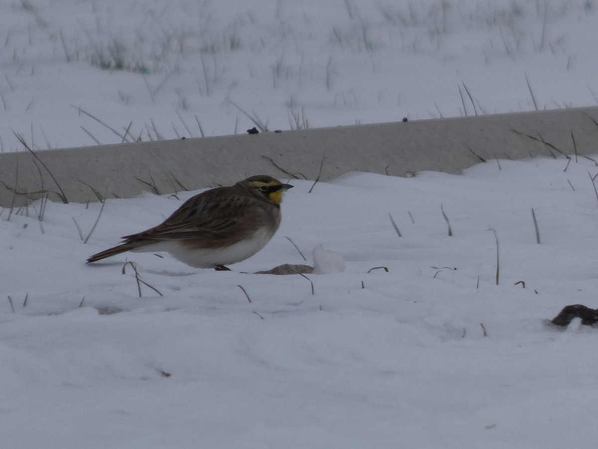 Horned Lark - ML646463691