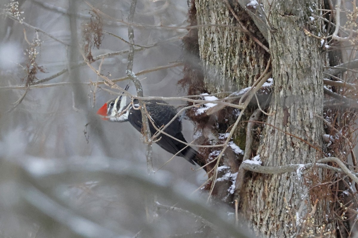 datel chocholatý - ML646463694