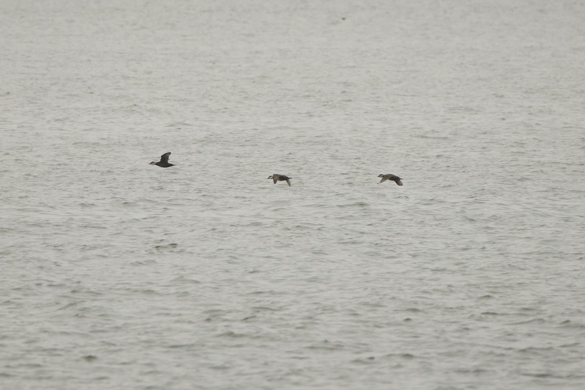 Американская синьга - ML646463695