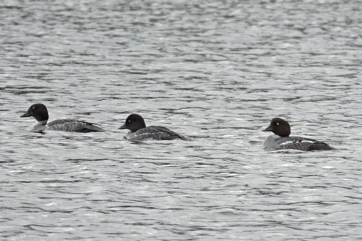 鵲鴨 - ML646463702