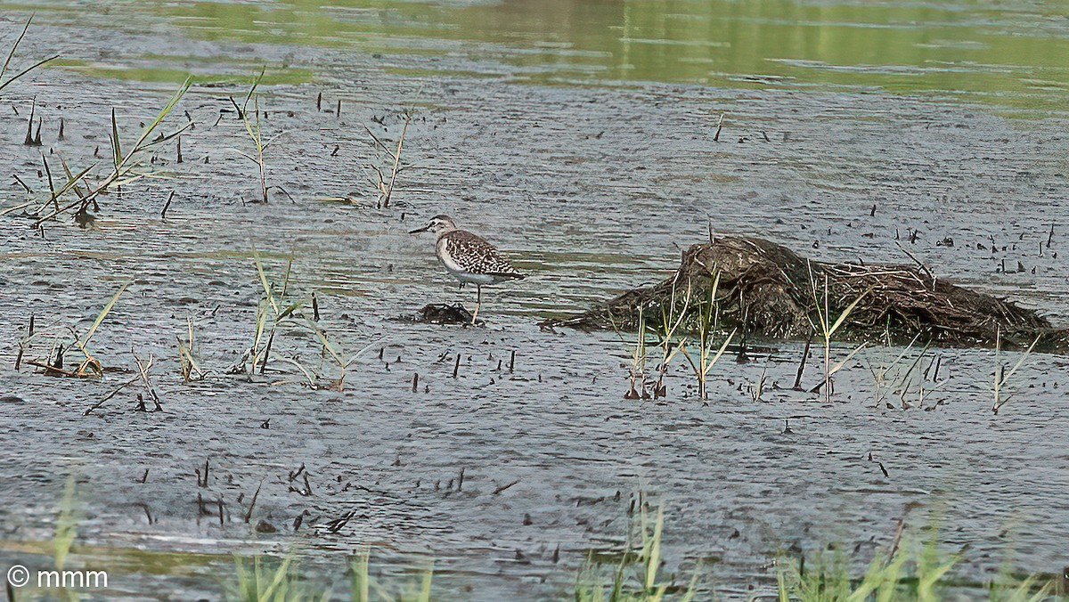 vodouš bahenní - ML646463705