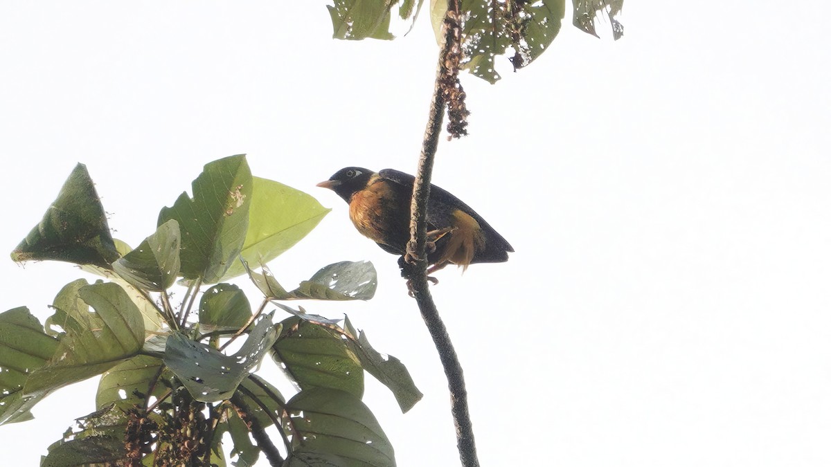 Golden Myna - ML646463706