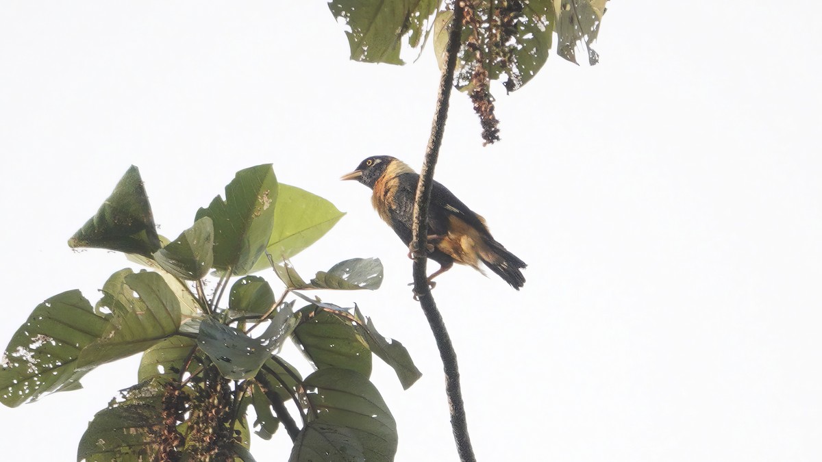 Golden Myna - ML646463707